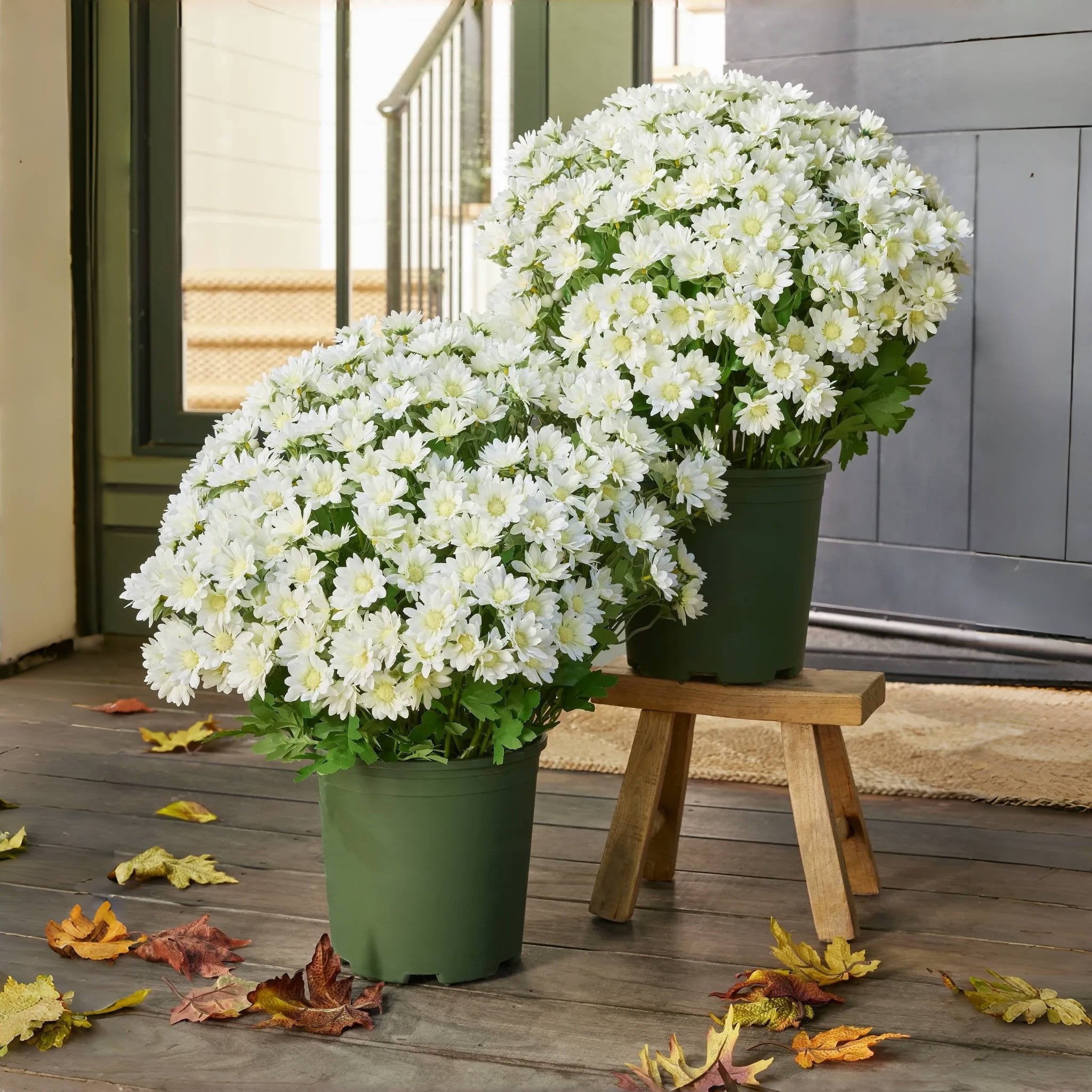 🏆Flash Sale⚡Artificial Outdoor Sunset Mums Flowers - UV resistant. Waterproof. Windproof