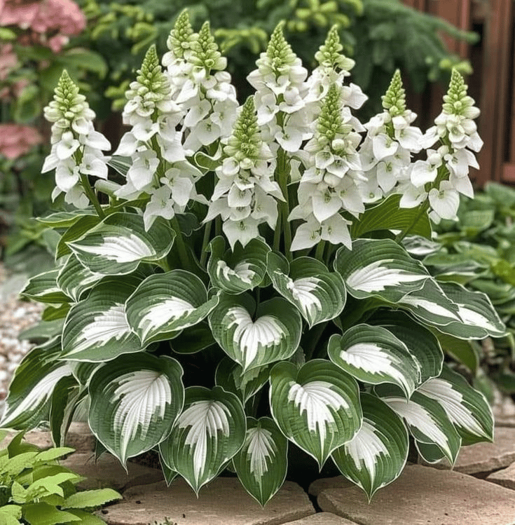 2025 Special Offer🍃Rare Hosta Seeds🌿