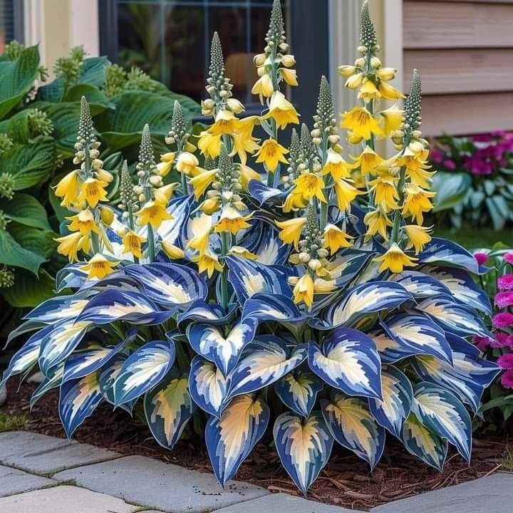 2025 Special Offer🍃Rare Hosta Seeds🌿