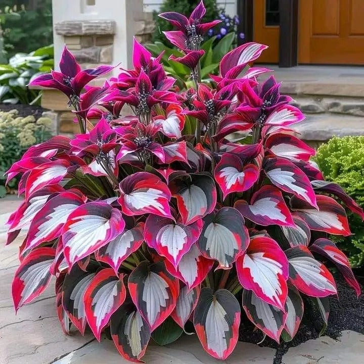2025 Special Offer🍃Rare Hosta Seeds🌿