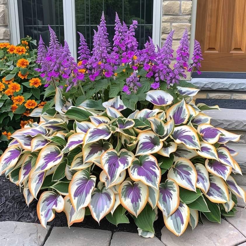 2025 Special Offer🍃Rare Hosta Seeds🌿