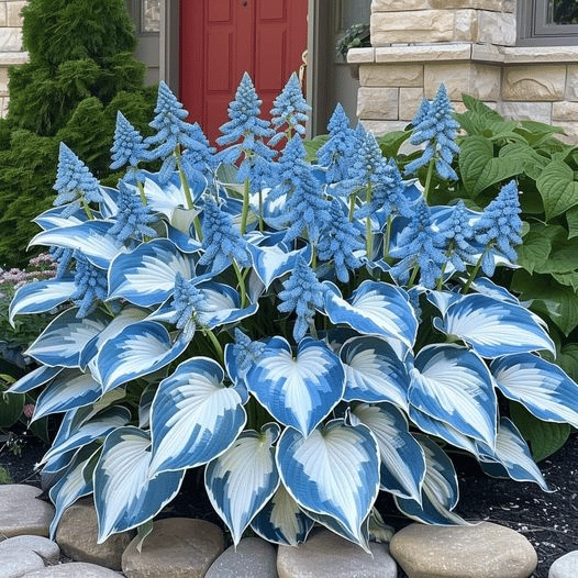 2025 Special Offer🍃Rare Hosta Seeds🌿