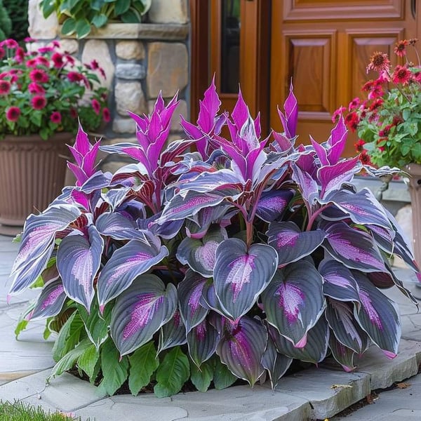 2025 Special Offer🍃Rare Hosta Seeds🌿
