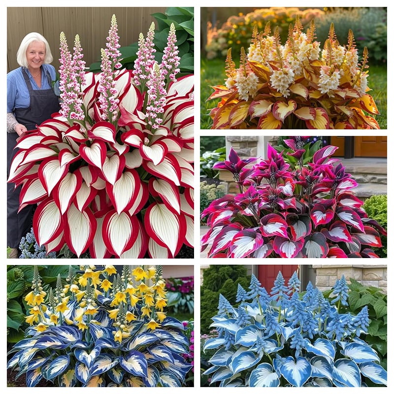 🎁2025 Special Offer🍃Rare Hosta Seeds🌿
