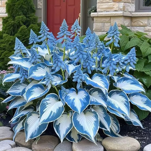 🎁2025 Special Offer🍃Rare Hosta Seeds🌿