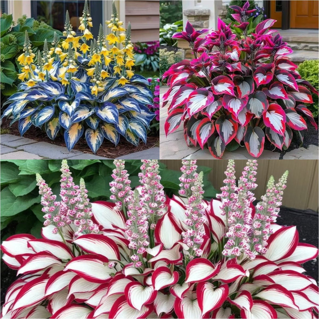 🎁2025 Special Offer🍃Rare Hosta Seeds🌿