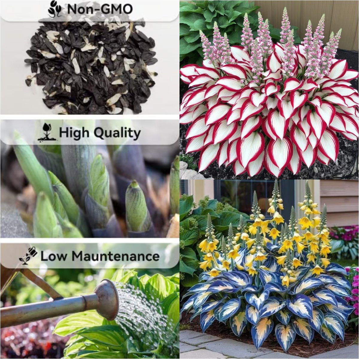 🎁2025 Special Offer🍃Rare Hosta Seeds🌿